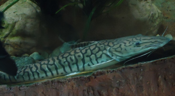 tiger catfish 