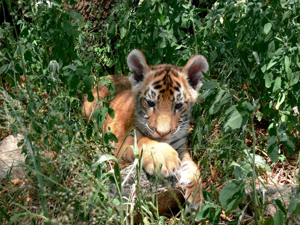 tiger cub grass