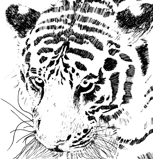 tiger image 16 vector