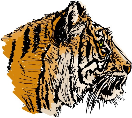 tiger image 29 vector