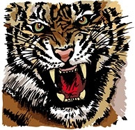 tiger image 32 vector