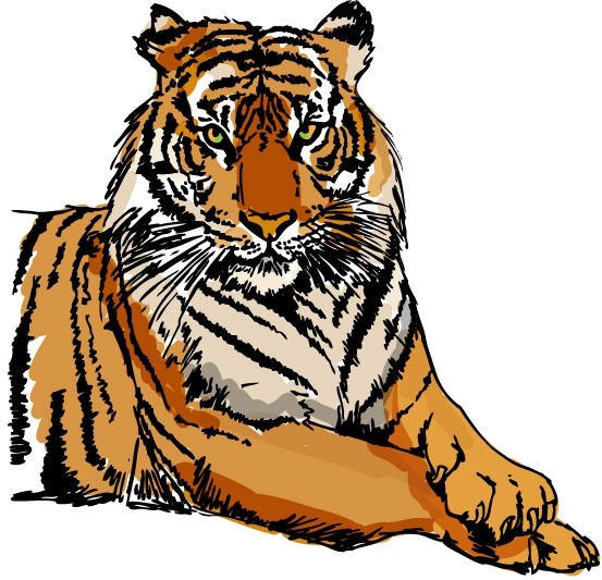 tiger image 34 vector
