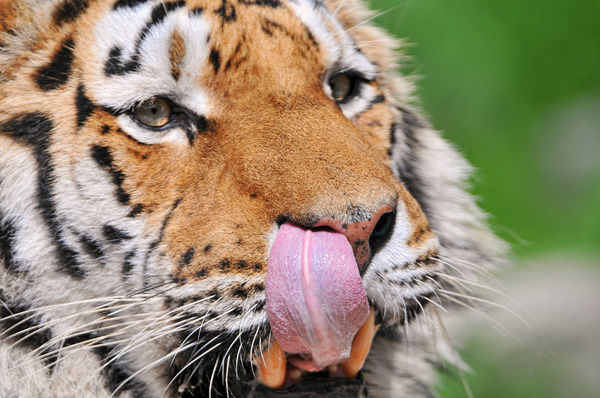 tiger lick closeup