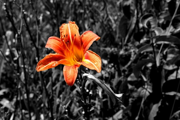 tiger lily color orange