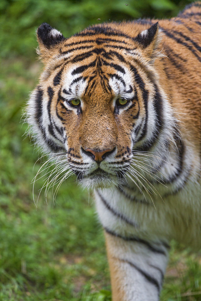 tiger looking sad