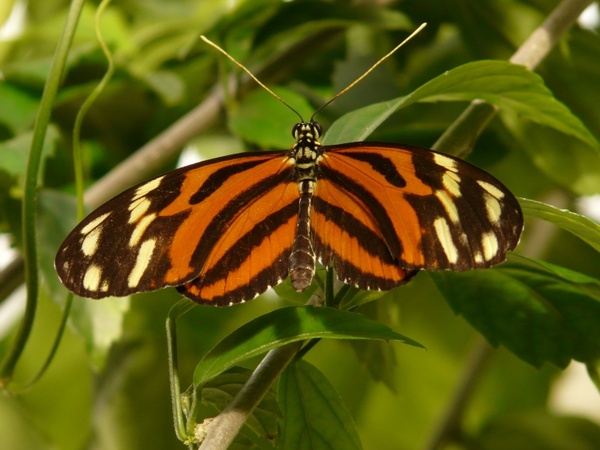 tiger passionsfalter butterfly heliconius ismenius