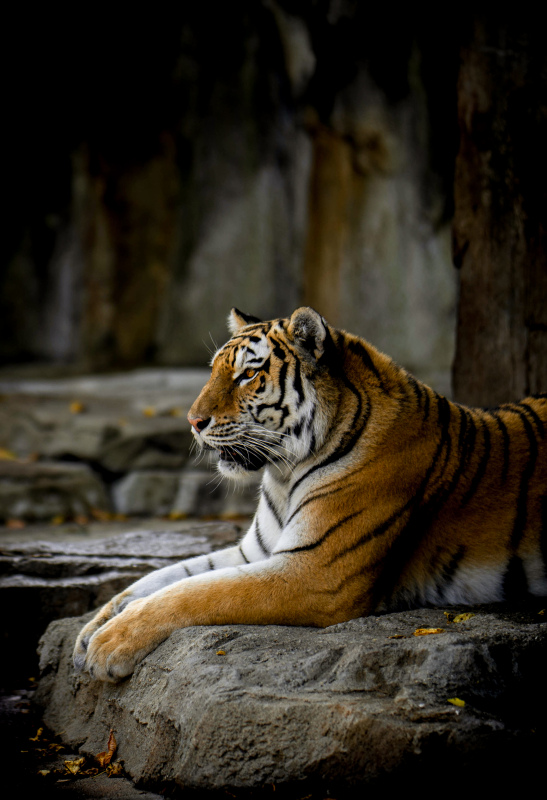 tiger picture contrast realistic 