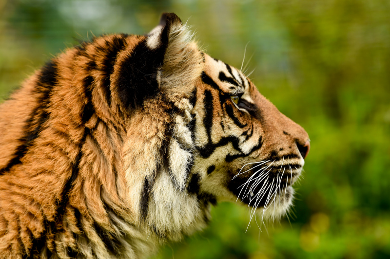 tiger picture face closeup  