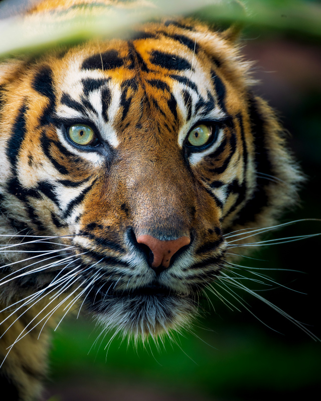 tiger picture realistic face closeup