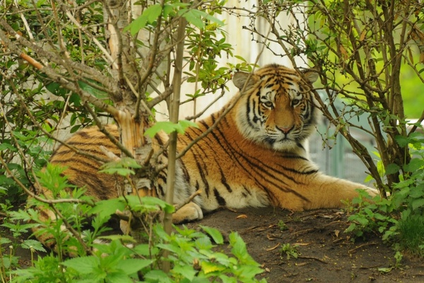 tiger zoo predator