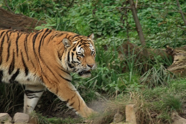 tiger zoo tiger paw