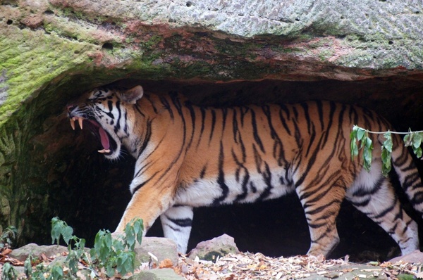 tigers cat wildcat