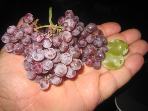 tiny champagne grapes