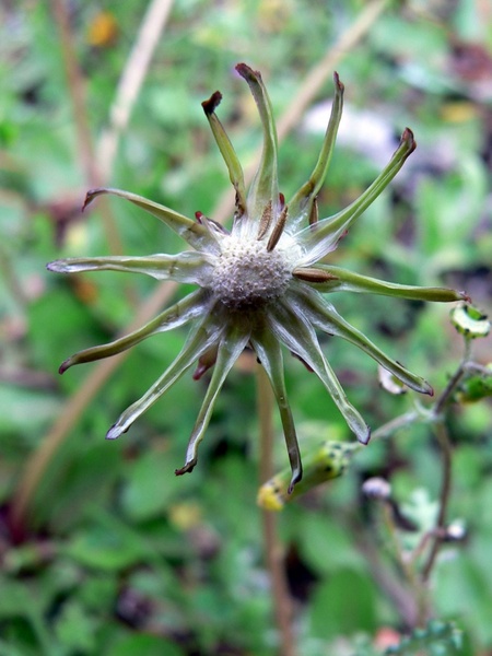 tiny flowers 