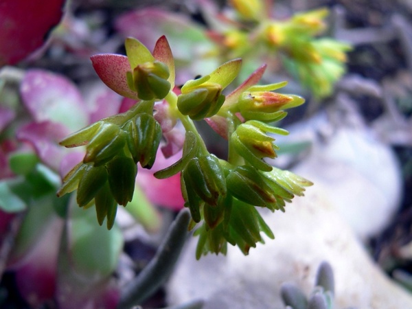 tiny flowers 