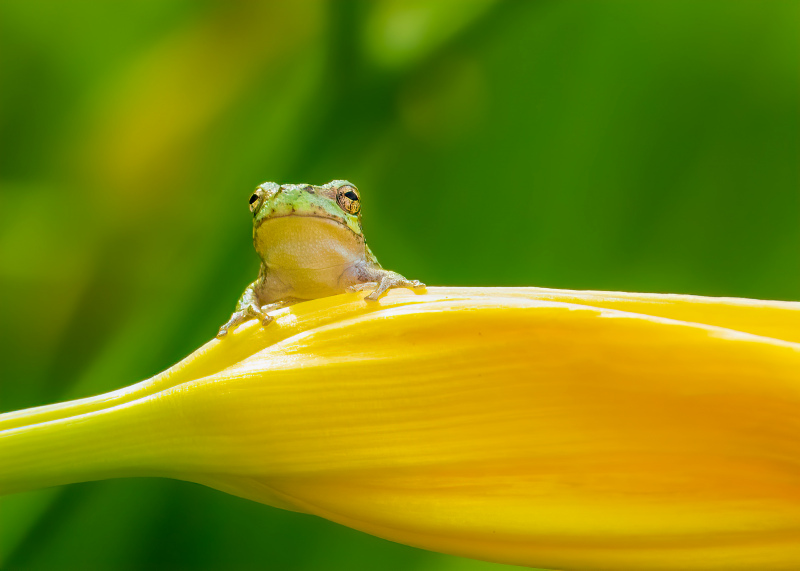tiny frog  picture modern elegant closeup