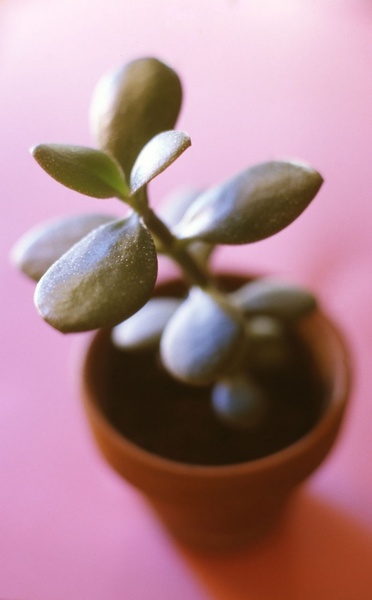 tiny plant