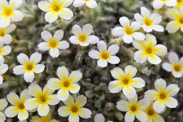tiny yellow white flowers