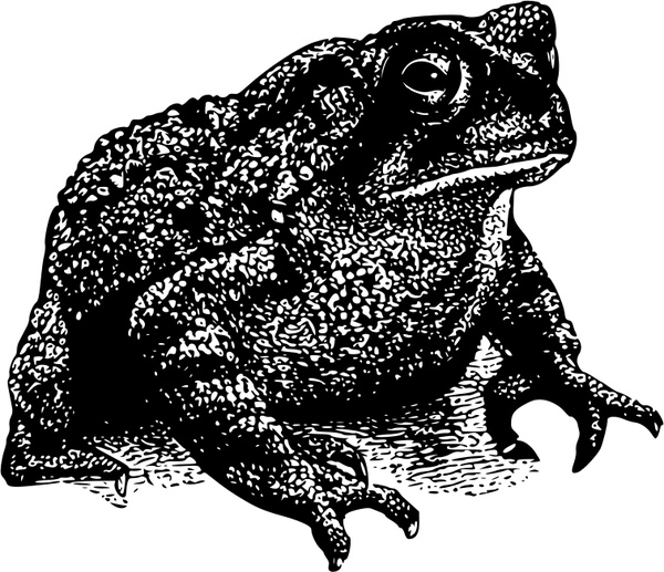 toad free download 64 bit