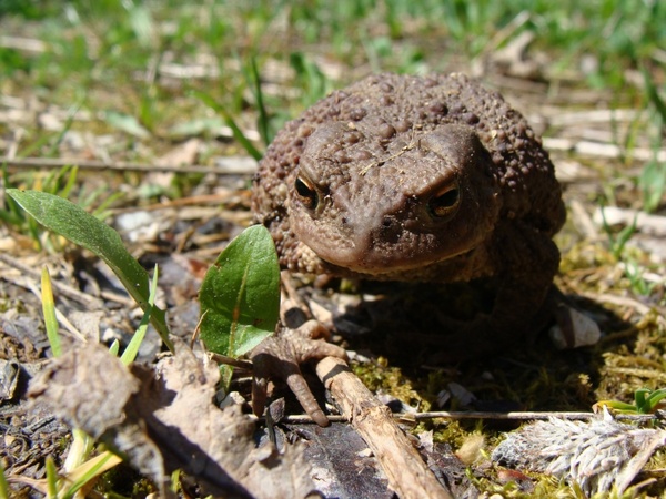 toad animal world amphibian 