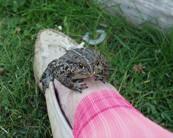 toad leg animal