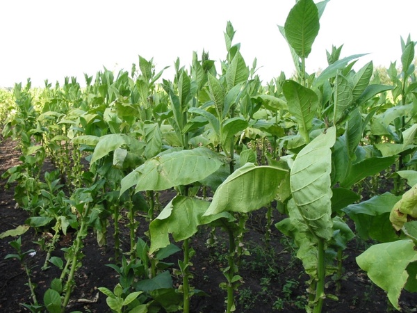 tobacco tobacco box crops