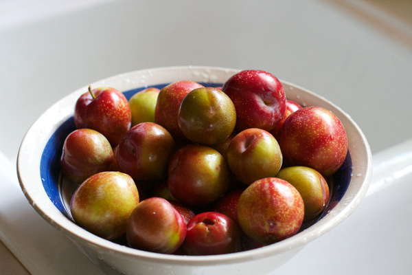 todays plum harvest