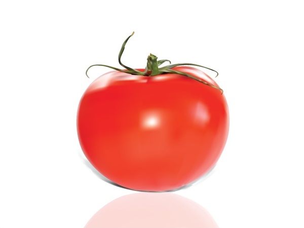 red tomato realistic vector illustration on white background 