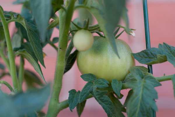 tomato plant 1