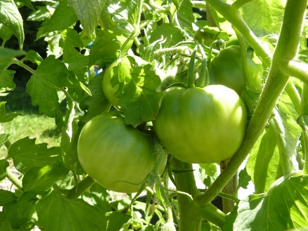 tomato plant garden