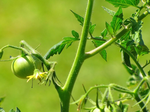 tomatoe vegetables plant
