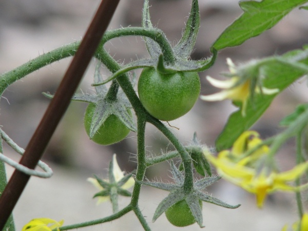 tomatoes green plant