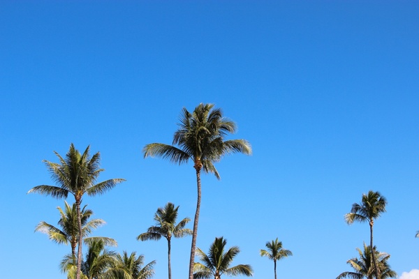 tops of palm trees on clear blue sky