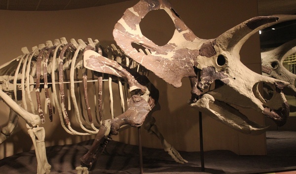 torosaurus skeleton
