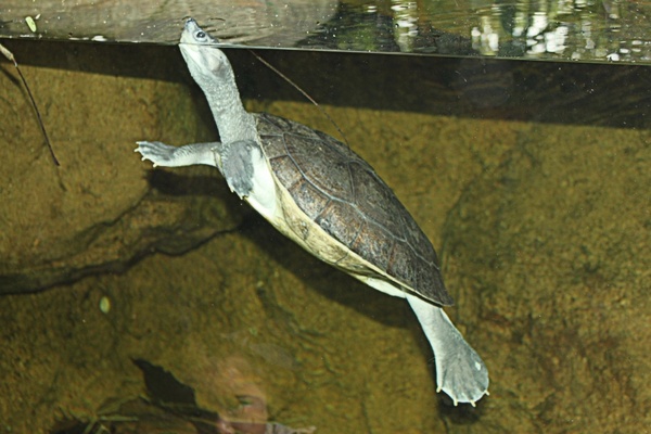 tortoise float