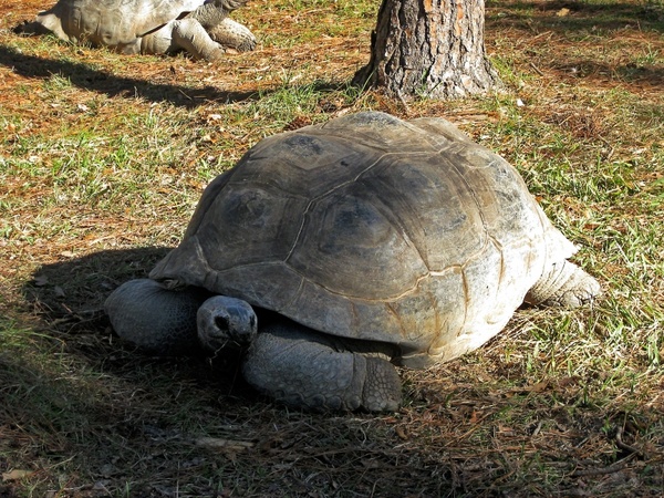 tortoise giant tortoise turtles
