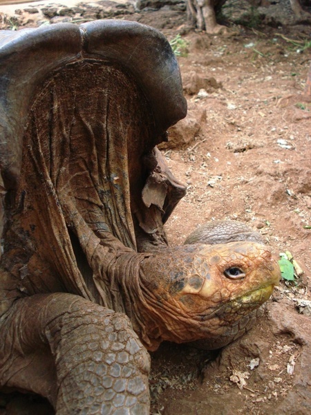 tortoise saddleback nature