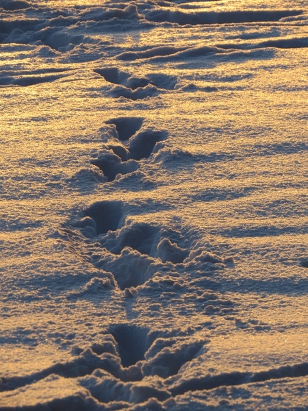 traces snow snow lane