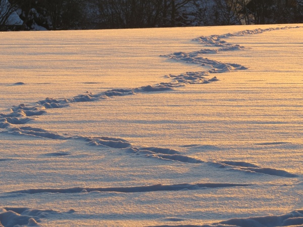traces snow snow lane