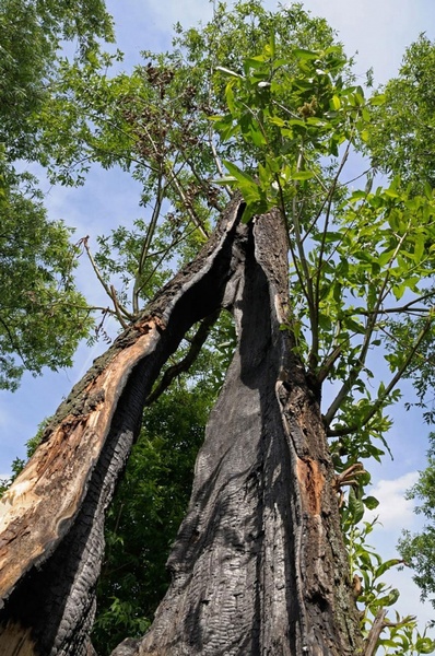 tree after a lightning stroke