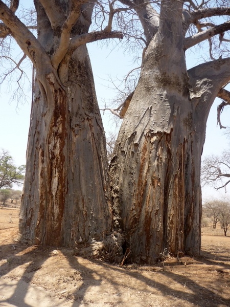 tree baobab log