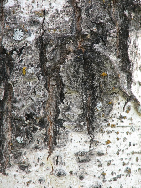 tree bark moss