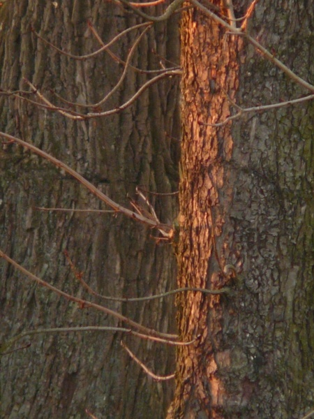 tree bark spotlight
