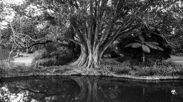 tree black and white water