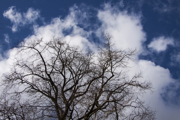 tree clouds sky