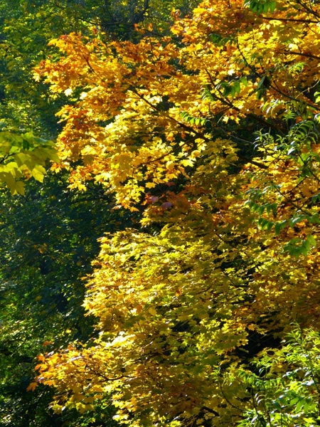 tree colorful leaves