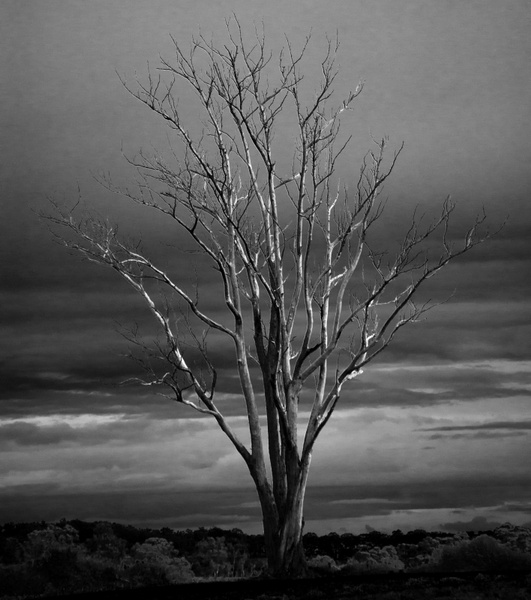 tree dead winter
