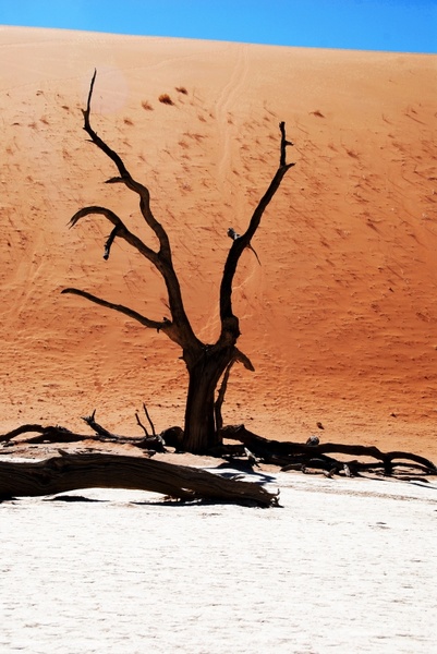 tree desert namib 