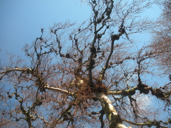 tree detail twigs