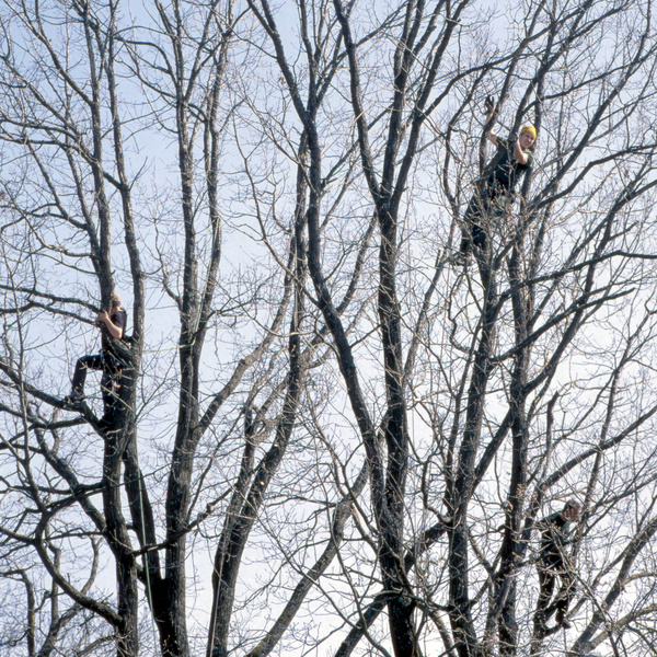 tree dwellers 